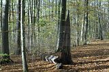 hainich_welterbepfad_10_2017_35