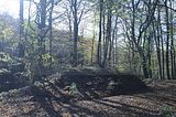 hainich_welterbepfad_10_2017_45