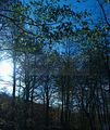 hainich_welterbepfad_10_2017_46