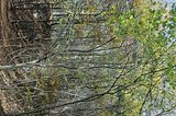 hainich_welterbepfad_10_2017_48