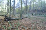 hainich_welterbepfad_10_2017_69