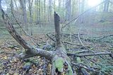 hainich_welterbepfad_10_2017_73