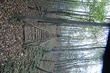 hainich_welterbepfad_10_2017_78