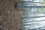hainich_welterbepfad_10_2017_81