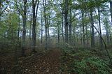 hainich_welterbepfad_10_2017_86