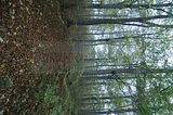 hainich_welterbepfad_10_2017_87