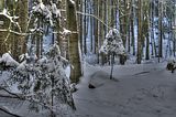 inselsberg_01_2017_hdr_103