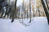 inselsberg_01_2017_092