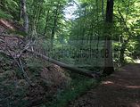 landgrafenschlucht-eisenach-11