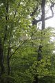 landgrafenschlucht-eisenach-26