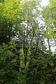 landgrafenschlucht-eisenach-27