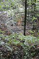 landgrafenschlucht-eisenach-34