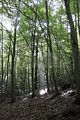 landgrafenschlucht-eisenach-37