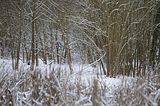 landgrafenschlucht-17-01-16-005
