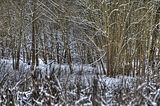 landgrafenschlucht-17-01-16-006