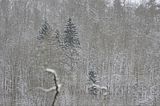 landgrafenschlucht-17-01-16-083
