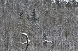 landgrafenschlucht-17-01-16-084