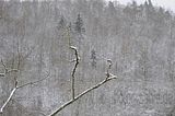 landgrafenschlucht-17-01-16-087