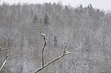 landgrafenschlucht-17-01-16-089