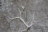 landgrafenschlucht-17-01-16-091