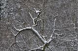 landgrafenschlucht-17-01-16-092