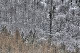 landgrafenschlucht-17-01-16-128