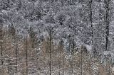 landgrafenschlucht-17-01-16-130
