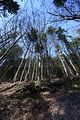 schauenburg_03_2017_51