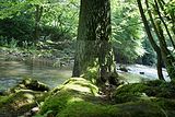 schlosspark-tiefurt-2009-010