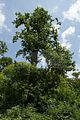 schlosspark-tiefurt-2009-015