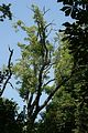 schlosspark-tiefurt-2009-020