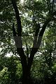 schlosspark-tiefurt-2009-028