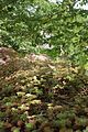 schlosspark-tiefurt-2009-046
