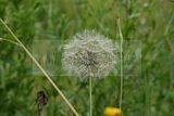 schlosspark-tiefurt-2009-049