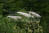 schlosspark-tiefurt-2009-050