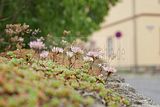 schlosspark-tiefurt-2009-052