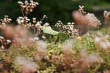 schlosspark-tiefurt-2009-054