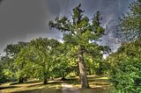 schloss_park_belvedere_07_2016_hdr_034
