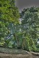 schloss_park_belvedere_07_2016_hdr_056