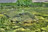 schloss_park_belvedere_07_2016_hdr_066