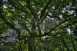 schloss_park_belvedere_07_2016_hdr_067