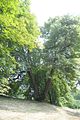 schloss_park_belvedere_07_2016_orig_053