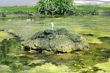 schloss_park_belvedere_07_2016_orig_063