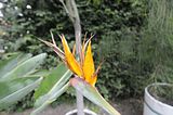 schloss_park_belvedere_07_2016_orig_102