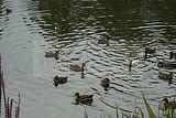 schlosspark-gotha-2009-076
