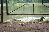 schlosspark-gotha-2009-079