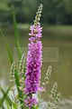 schlosspark-gotha-2009-086