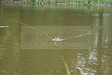 schlosspark-gotha-2009-087