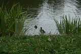 schlosspark-gotha-2009-095