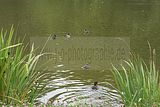 schlosspark-gotha-2009-096